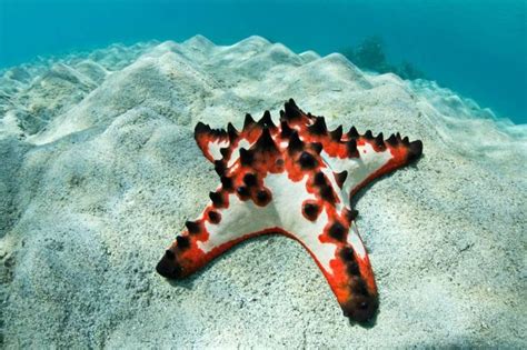 19 bizarre and beautiful starfish species (With images) | Starfish species, Chocolate chip ...