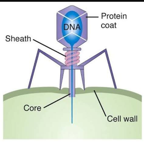 bacteriophage diagram - Brainly.in