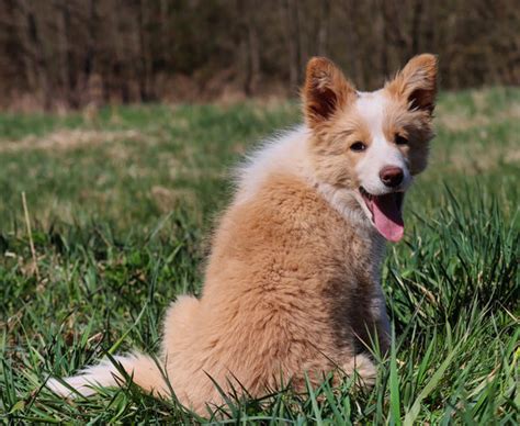 Training Tips For Border Collie Puppy – Bordercollied Up