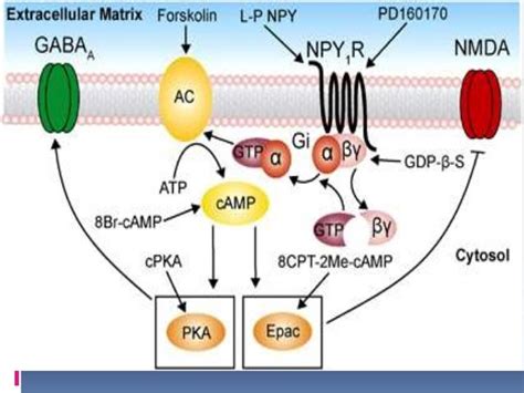 Neuropeptide Y