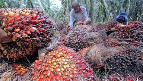 Indonesia Negara Pertama di Dunia Kembangkan Minyak Sawit Jadi Bensin ...