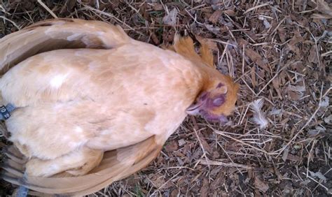 Hen died from being egg bound? *Pictures | BackYard Chickens - Learn How to Raise Chickens