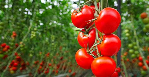 How to Grow Tomatoes Indoors Like a Pro