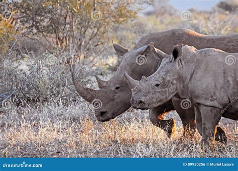 Mom and baby rhino stock photo. Image of animals, wildlife - 89920256