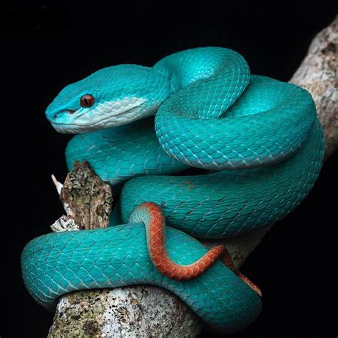 Can’t get bored about the blue form of the Lesser Sunda Pit Viper ...