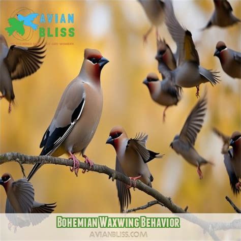 Bohemian Waxwing: Identification, Habits, Diet, and Conservation Insights