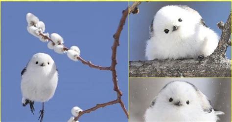 This is by far the cutest bird ever : r/aww