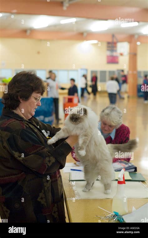 Cat Fanciers Show Stock Photo - Alamy