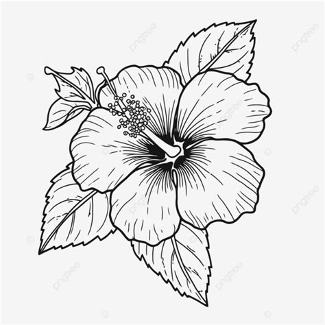 Coloring Pages Hibiscus Hibiscus Coloring Pages And Hibiscus Coloring Pages Hibiscus Coloring ...