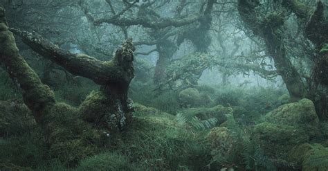 Stunning Images of England's 'Most Haunted' Forest - Nature TTL