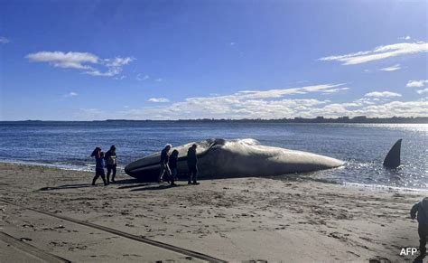 Enormous Blue Whale Washes Ashore In Southern Chile