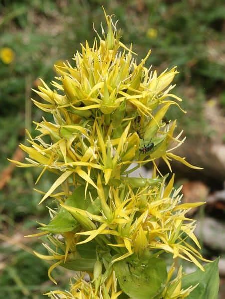 Gentian Herb - Side Effects, Uses and Benefits