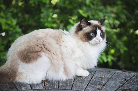 Gambar kucing Ragdoll | Faunaku