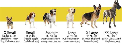 Dog Size Comparison Chart