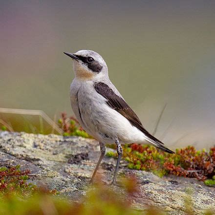 Northern wheatear - Wikipedia