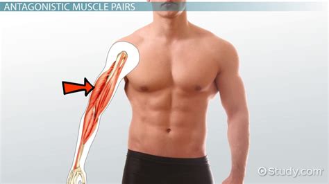 Agonist And Antagonist Muscles - cloudshareinfo