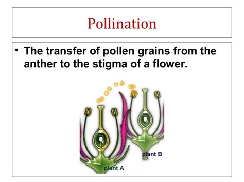 Flower structure and pollination mechanisms