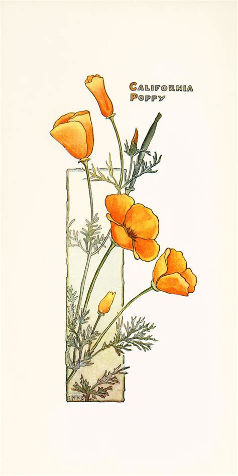 California Poppy, ca. 1905 by Elisabeth M. Hallowell - Paper Print - The Huntington Custom ...