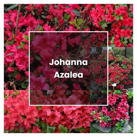 How to Grow Johanna Azalea - Plant Care & Tips | NorwichGardener