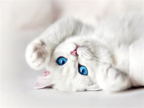 White Cat Breeds Blue Eyes - Pets Lovers