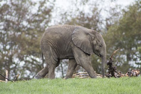 Elephant,zoo,baby,animal,wildlife - free image from needpix.com