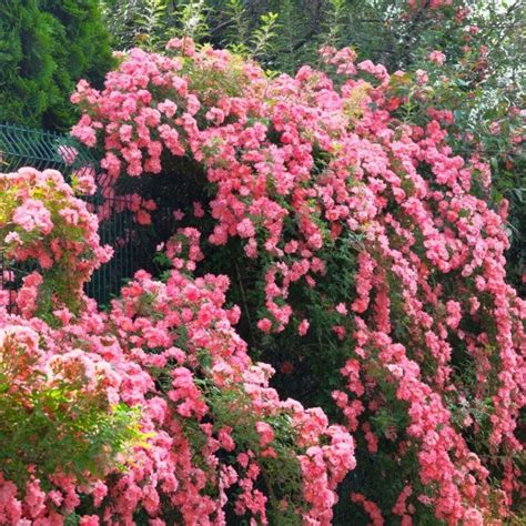 How To Grow Gorgeous Garden Roses - audicarreview