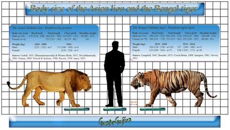 Difference between tiger and lion in hindi - asltru