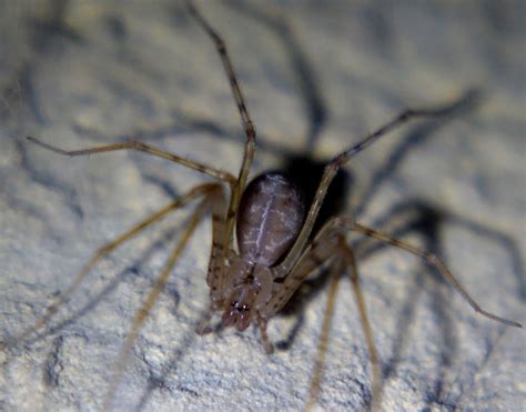 A true native! This rare cave spider is found only in Colorado. : r/Denver