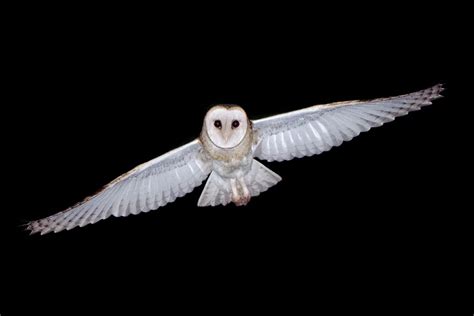 Australian Barn Owls in flight - The Owl Pages