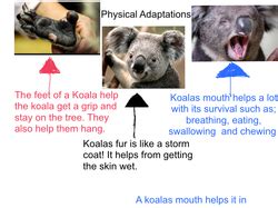 Adaptations - Koalas