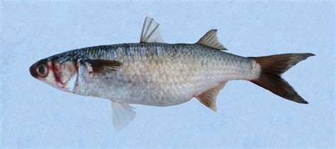 White Mullet | Mexico – Fish, Marine Life, Birds and Terrestrial Life