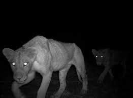 night vision animals in the wild - Google Search | Animals, Cats, Cool cats