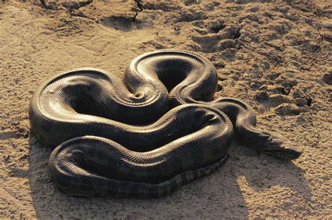 The facts About Anaconda Snake | About Your Pet