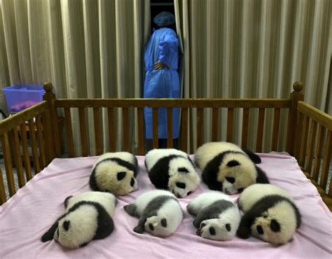 Cute baby pandas born in China (5 pics) | Amazing Creatures