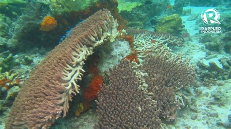 IN PHOTOS: Extensive coral reef damage caused by British cruise ship