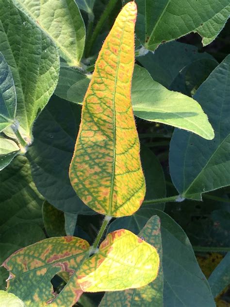 Soybean Disease Update: July 16, 2016 | Mississippi Crop Situation