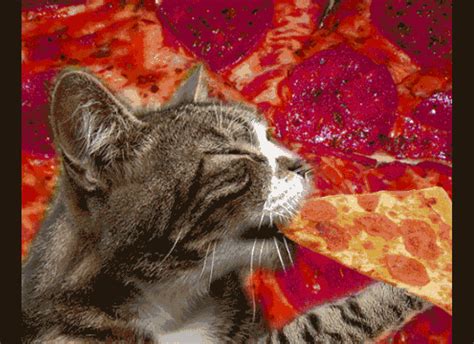 Cats Get Hungry Too GIF - Munchies Hungry Cats - Discover & Share GIFs