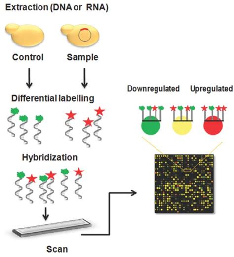 Principle of DNA microarray assays. Typically, by this methodology DNA,... | Download Scientific ...