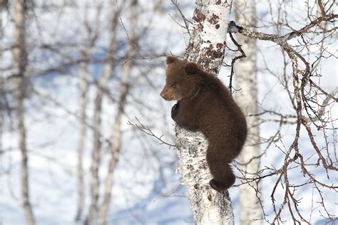 Arctic wildlife | Norway | Visit Tromsø | Visit Tromso