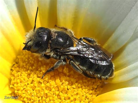 Osmia latreillei (Abeja solitaria) - Naturaleza Para Todos