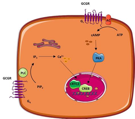 Glucagon Physiology - Endotext - NCBI Bookshelf