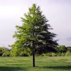 Tree Goddess: California Celebrates 140 years of Arbor Day – anewscafe.com