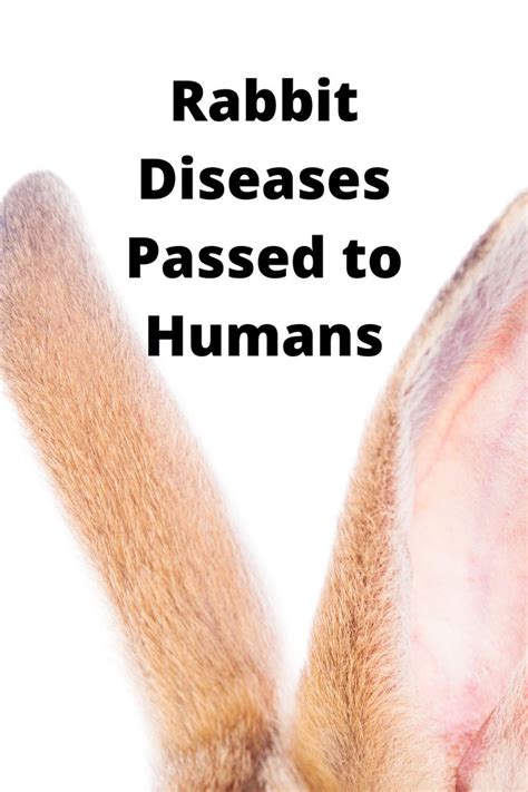 Can Rabbit Diseases Be Passed to Humans