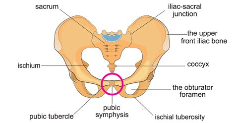 Symphysis Pubis Dysfunction (SPD) - Symptoms, Causes & Training Tips