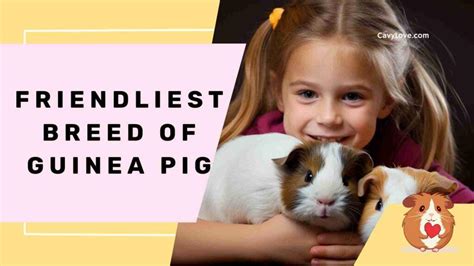 The Most Friendly Breed of Guinea pig - Cavy Love