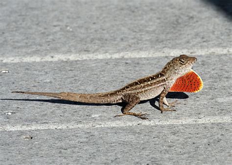 Brown Anole - Facts, Habitat and Pictures