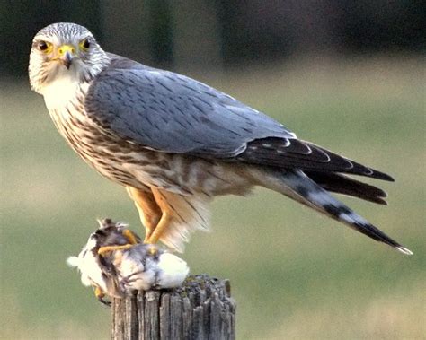 Merlin | Urban Raptor Conservancy