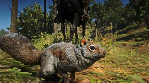 The detail on this random squirrel in Red Dead Redemption 2. : r/PCRedDead