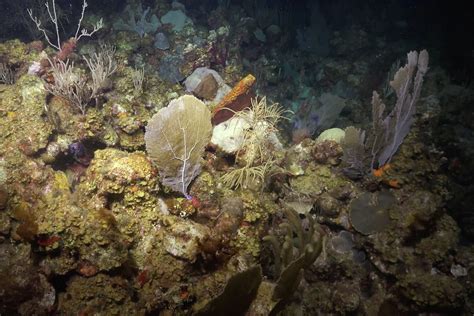 Coral Reefs - Our Ocean's Bastions - Schmidt Ocean Institute