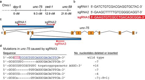 Rapid marking of hard-to-score mutations by CRISPR/Cas9-mediated ...